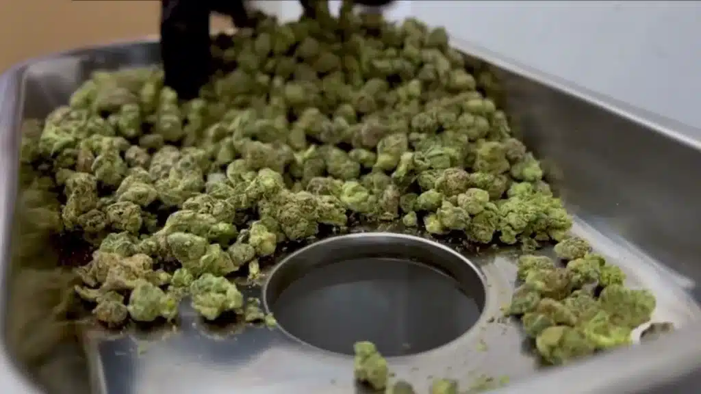 The Best Commercial Cannabis Grinders for Pre-Rolls (2026 Buyer’s Guide) Cannabis grinder commercial size for pre-roll production