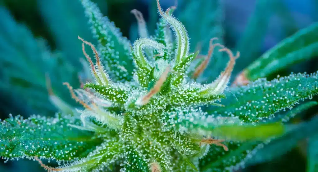 The Best Commercial Cannabis Grinders for Pre-Rolls (2026 Buyer’s Guide) cannabis flower terpenes
