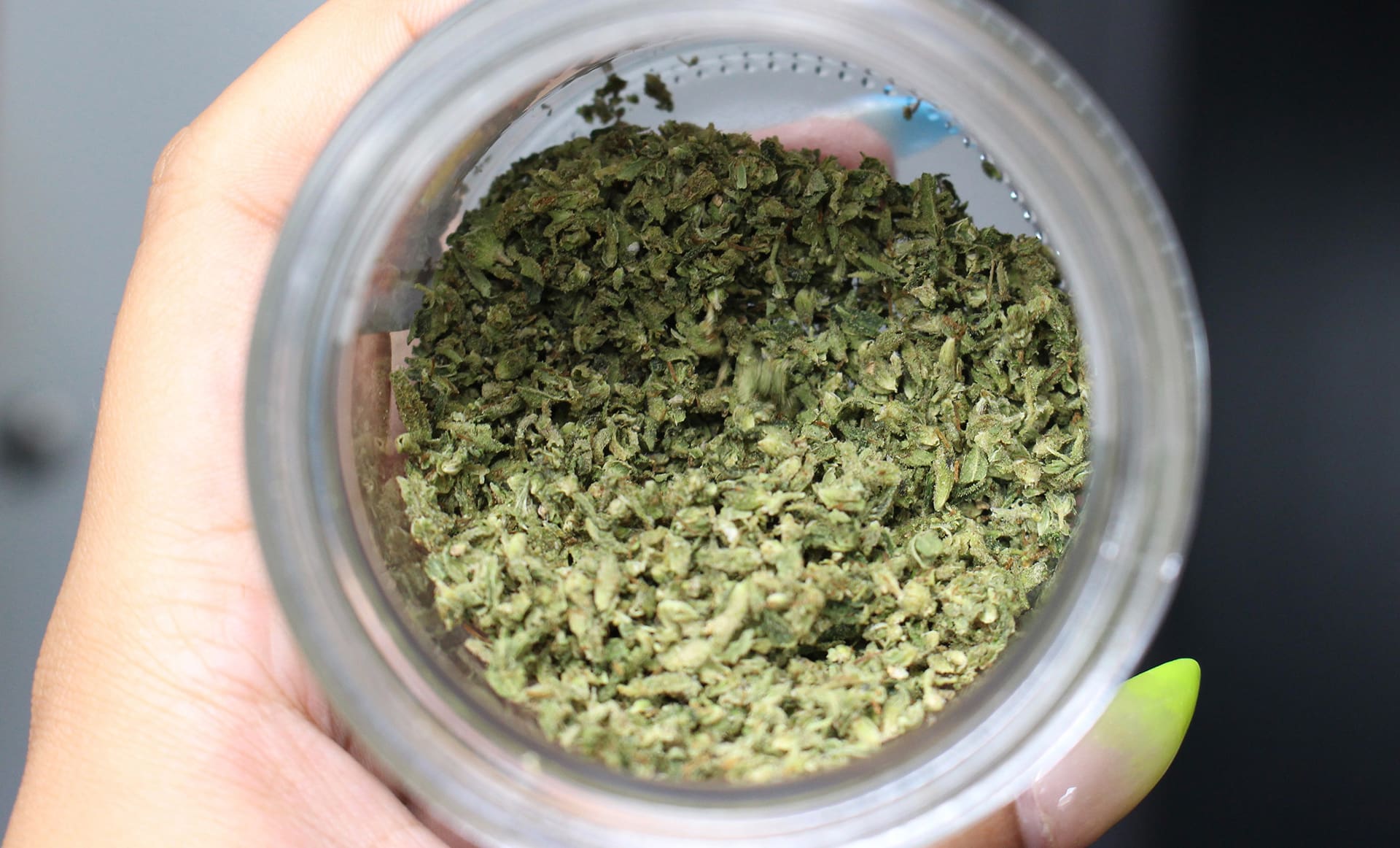Shredding Weed in a Grinder? Here's How! - Sensi Tools