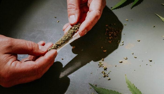 Hand-rolling cannabis joint