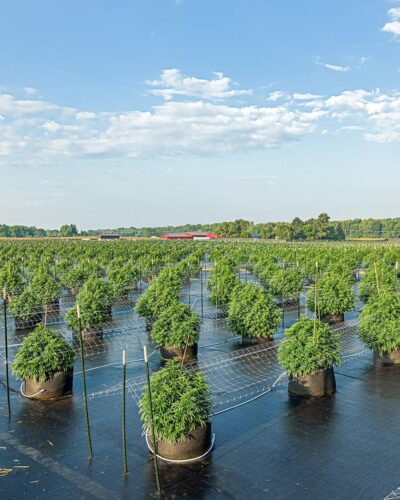 grasshopper-farms-field