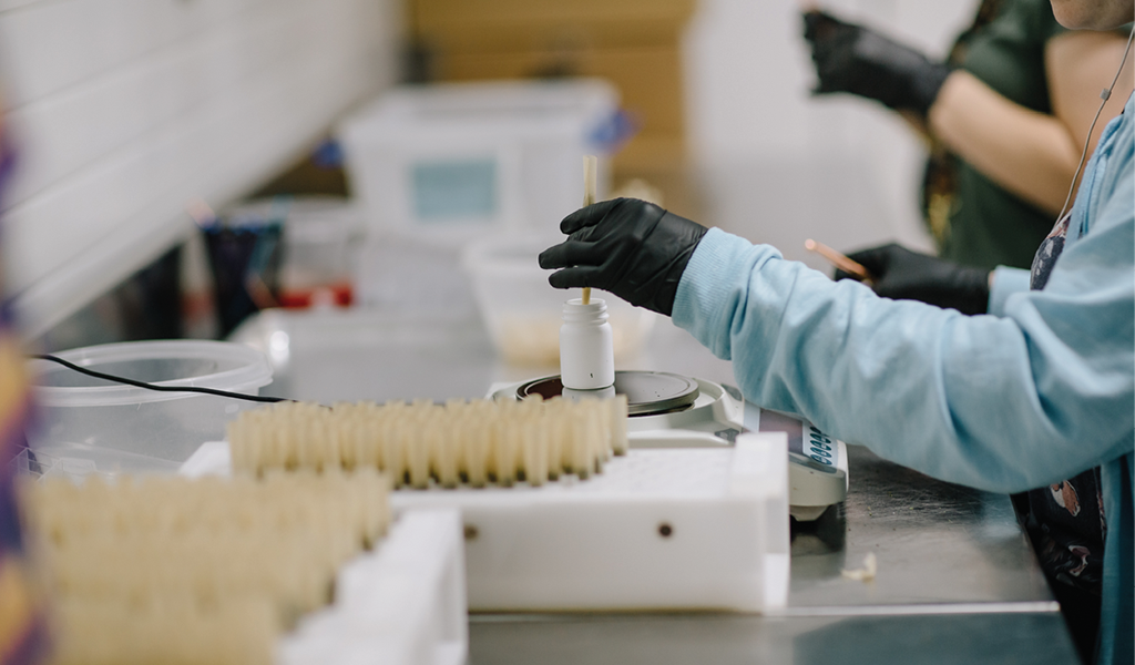 A pre-roll technician at a work table, putting a joint into a container.