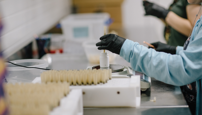 A pre-roll technician at a work table, putting a joint into a container.