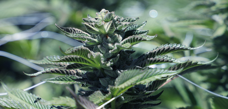 Why Buy a Pre-Roll? cannabis plant sativa