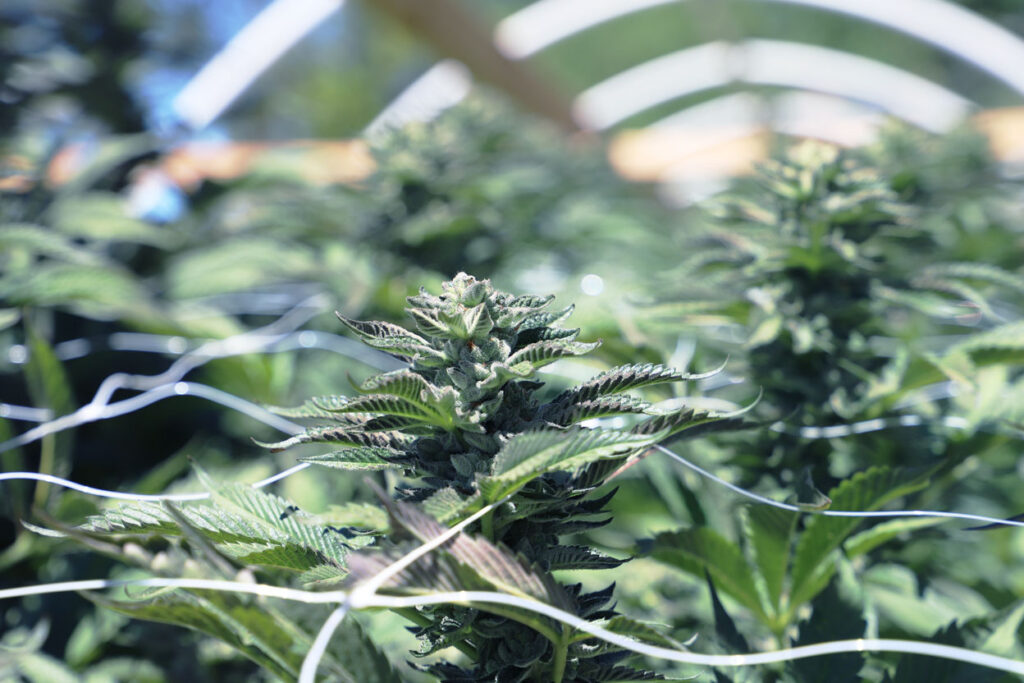 Popular Cannabis Strains in the USA: Types, Effects, and Top Picks for 2026 ROLL California Cannabis Background RollPros - Pre Rolling Machine
