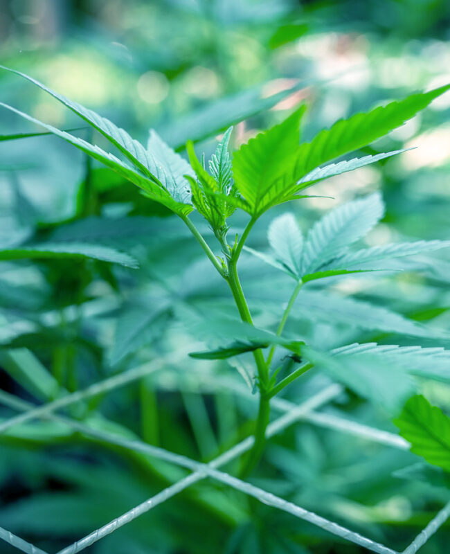 ROLL-Canna-Image-1