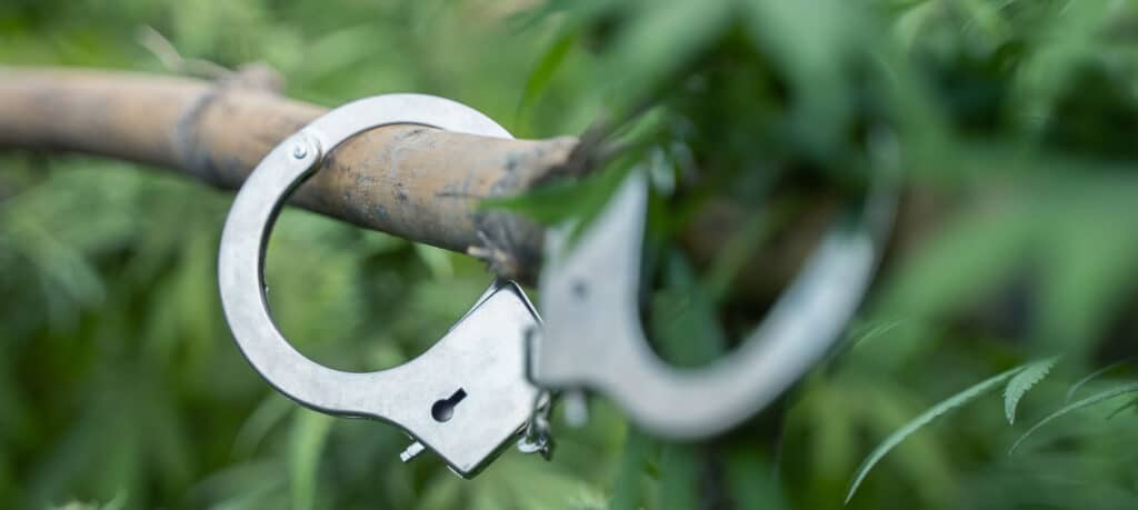 How to Reduce Waste in Cannabis Production cannabis plants with handcuffs