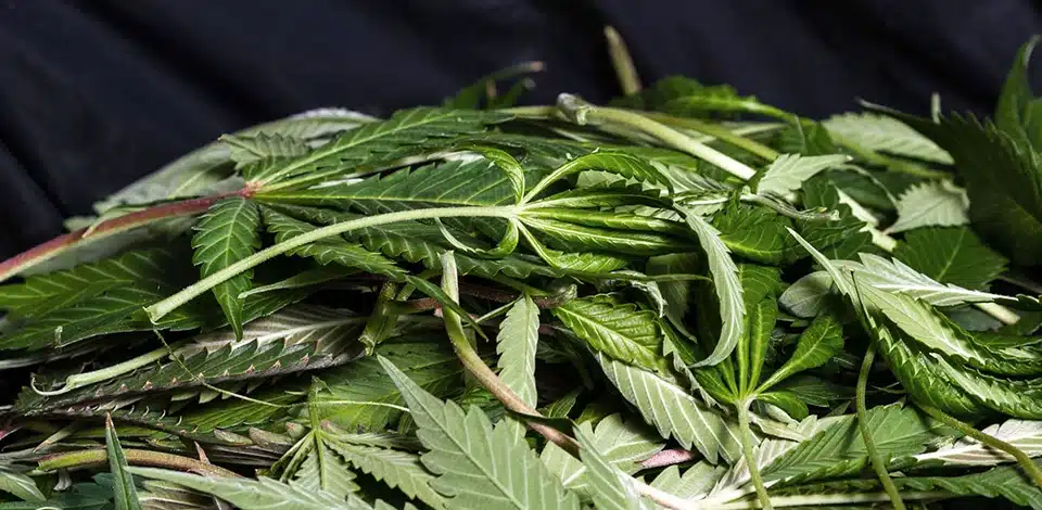 How to Reduce Waste in Cannabis Production cannabis waste in high scale production