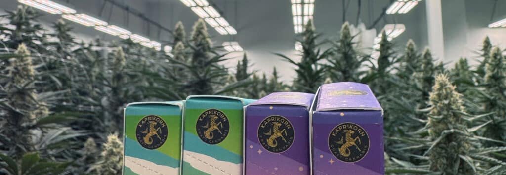 The Psychology of Pre-Roll Packaging: Why Customers Buy Before They Ever Light Up Boxes of cannabis joints by Kaprikorn against a background of the cannabis plants
