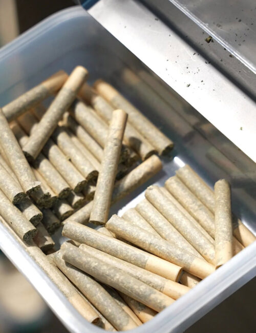 Pre-rolls tray joints rolled
