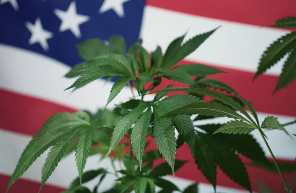 Popular Cannabis Strains in the USA: Types, Effects, and Top Picks for 2026 Cannabis strains in the united states