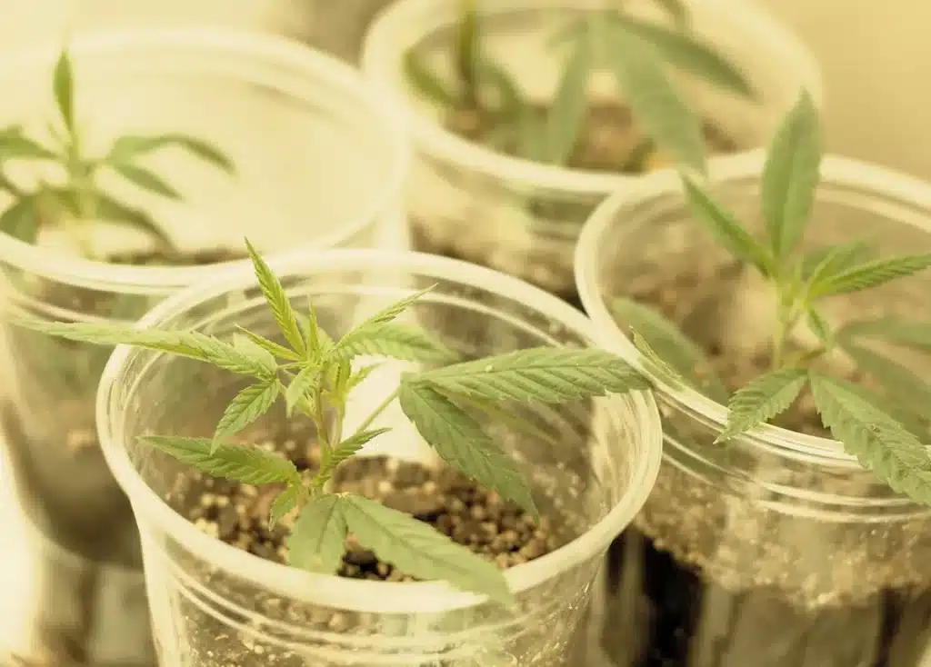 The History of Cannabis Culture in the USA: From Counterculture to Modern Lifestyle cannabis roots