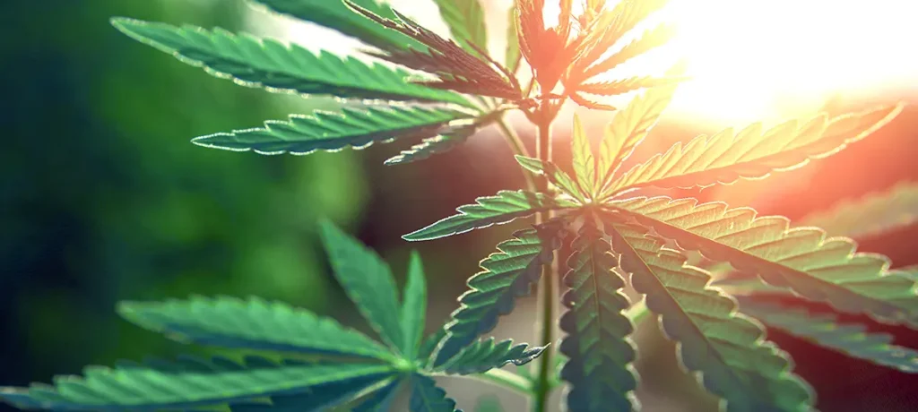 The History of Cannabis Culture in the USA: From Counterculture to Modern Lifestyle ROLL cannabis new leaf 1 RollPros - Pre Rolling Machine