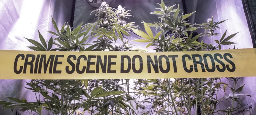 The History of Cannabis Culture in the USA: From Counterculture to Modern Lifestyle ROLL premium crime scene 1 RollPros - Pre Rolling Machine