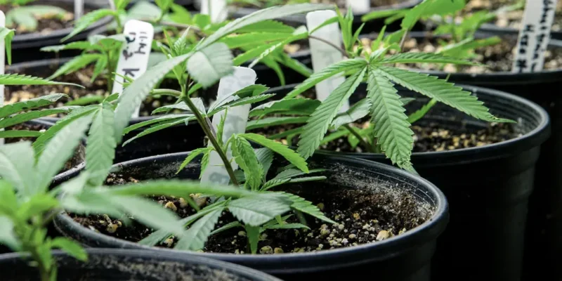 tanana-canna-clones-1 cannabis clones growing