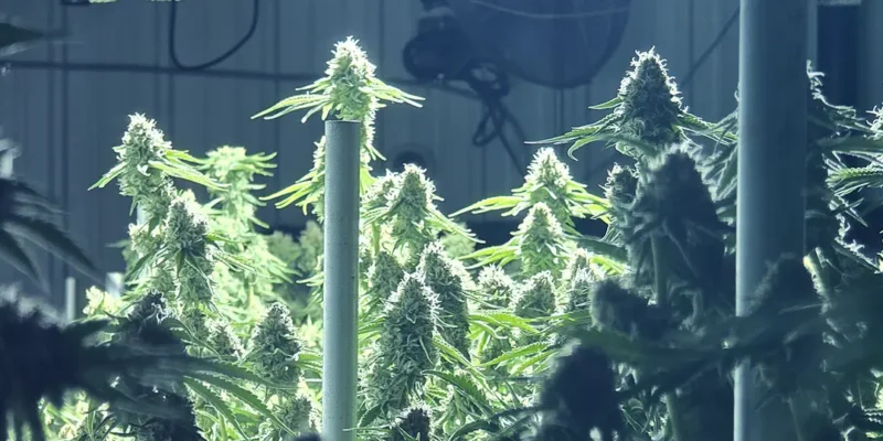 tanana-canna-flower-3 cannabis flower