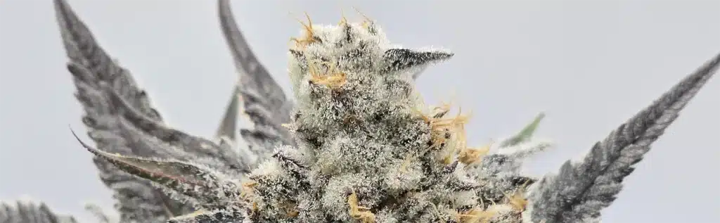 Popular Cannabis Strains in the USA: Types, Effects, and Top Picks for 2026 cannabis flower