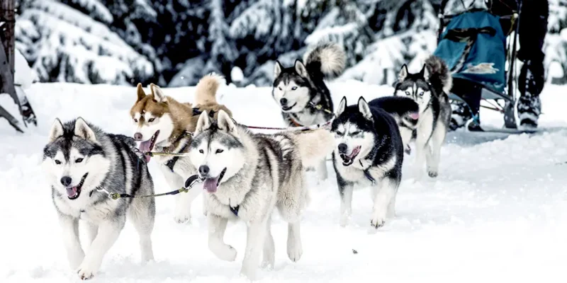 tanana-dog-sled-1 tanana dogs sledding