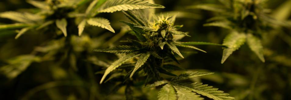 What Is THC? Meaning, Types, Effects, and Differences Explained IMG 5944 3 RollPros - Pre Rolling Machine