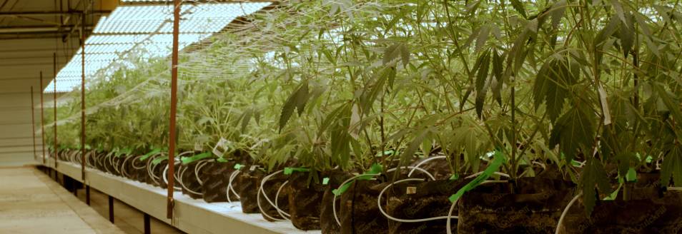 What Is THC? Meaning, Types, Effects, and Differences Explained IMG 5947 RollPros - Pre Rolling Machine