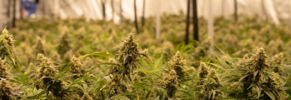 What Is THC? Meaning, Types, Effects, and Differences Explained New Project2 RollPros - Pre Rolling Machine