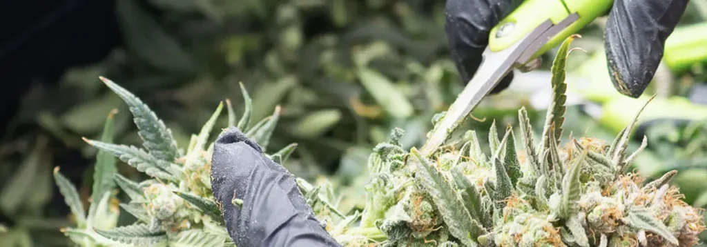 Designing a Compliant Pre Roll Production Workflow ROLL cannabis flowers trimming RollPros - Pre Rolling Machine
