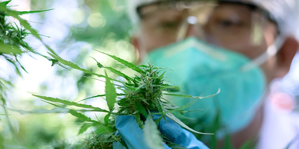 Enhancing Pre-roll Efficiency Tips for Optimizing Your Cannabis Workflow cannabis technician