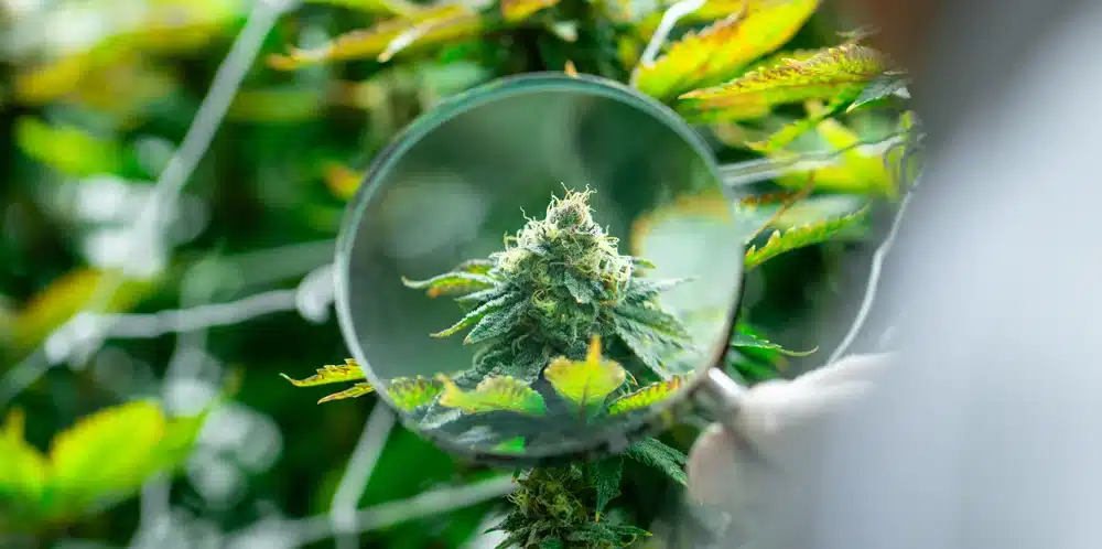 Is Weed Legal in Florida? Marijuana Laws Explained (2026) Cannabis Plant