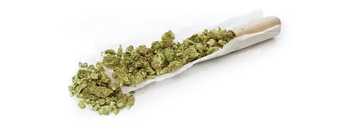 Step-by-Step Guide to Using a Rolling Machine for Joints ROLL cannabis stuffed 1 RollPros - Pre Rolling Machine