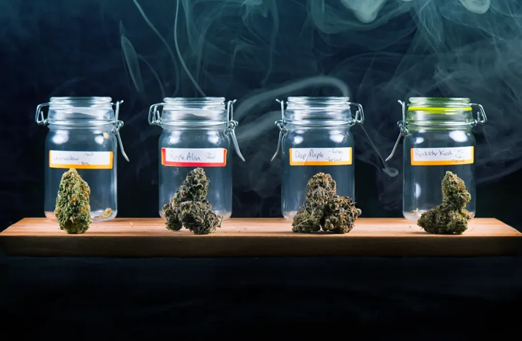 Popular Cannabis Strains in the USA: Types, Effects, and Top Picks for 2026 Cannabis Strains in Jars