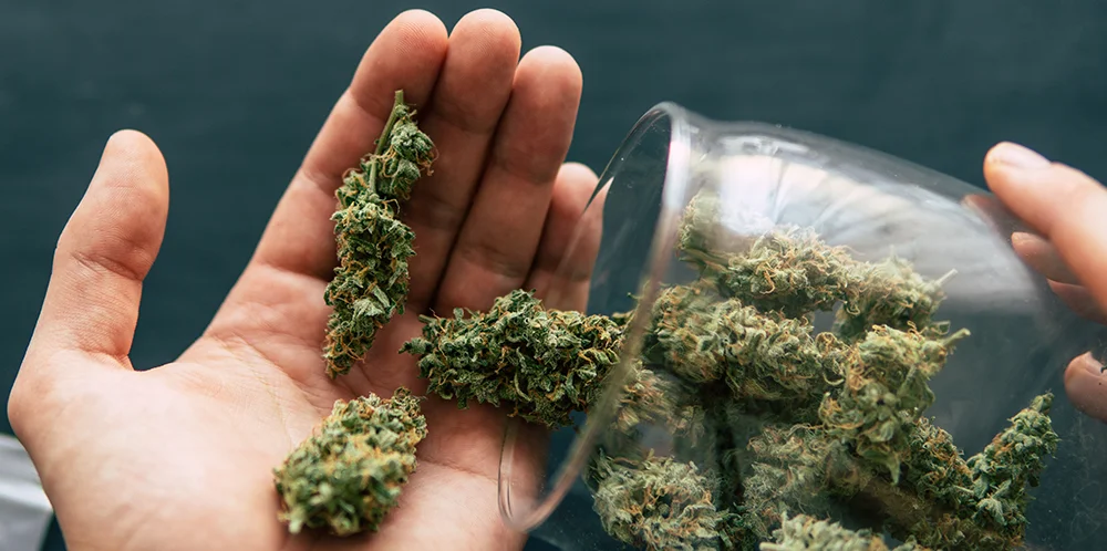 How to Choose Cannabis Strains for Pre-Rolls Cannabis strains