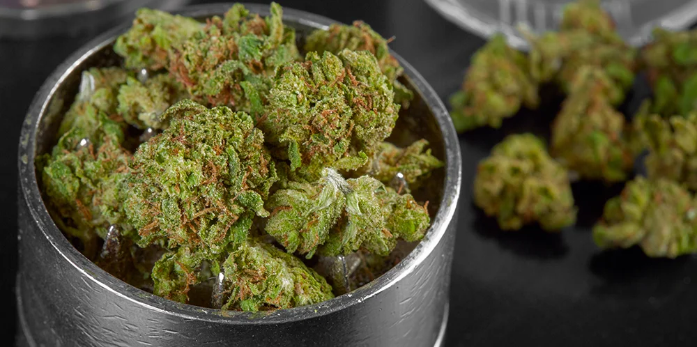 How to Choose Cannabis Strains for Pre-Rolls Cannabis buds broken up in and outside of a weed grinder