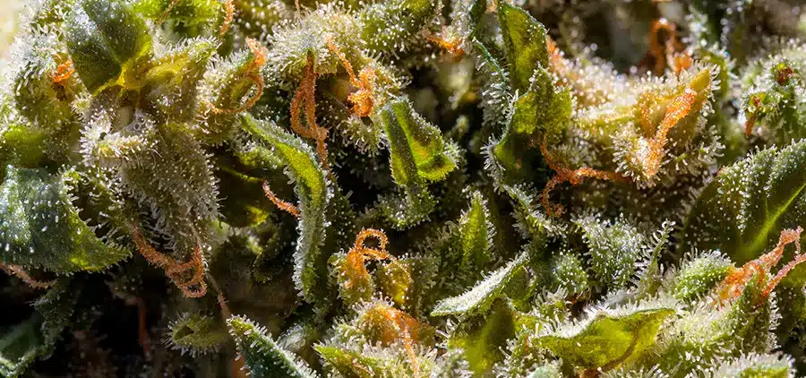 Infused Pre Rolls and the Equipment Required to Produce Them ROLL Cannabis Terpenes 1 RollPros - Pre Rolling Machine