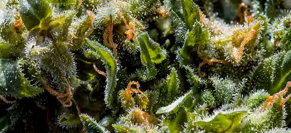 The Trophy Shelf Is Getting Crowded: RollPros Customers Keep Winning cannabis flower
