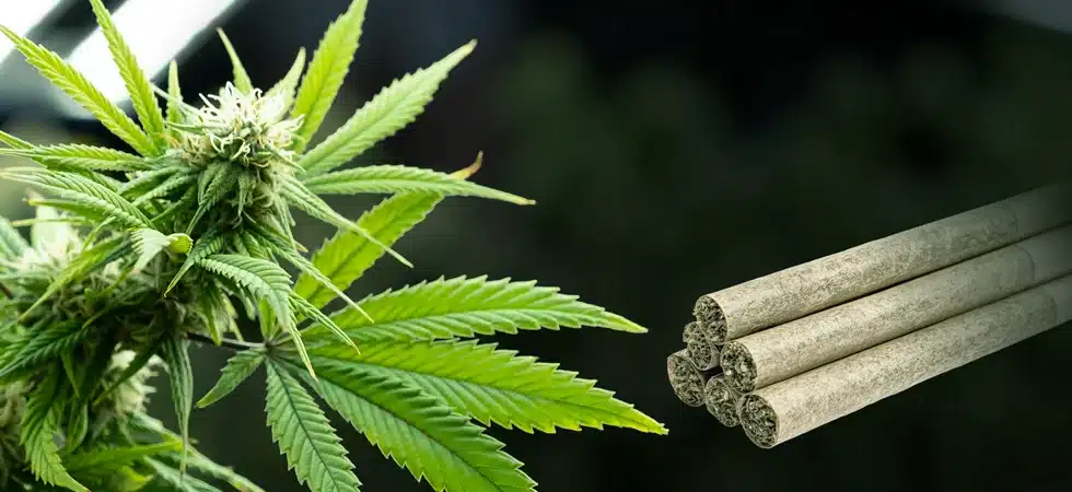 The Trophy Shelf Is Getting Crowded: RollPros Customers Keep Winning cannabis plant and pre-rolls
