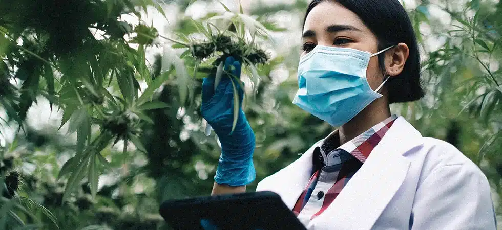 The Trophy Shelf Is Getting Crowded: RollPros Customers Keep Winning cannabis sop's