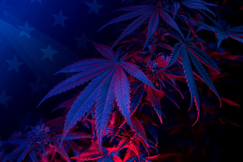 Popular Cannabis Strains in the USA: Types, Effects, and Top Picks for 2026 Cannabis Strains Popular in the USA