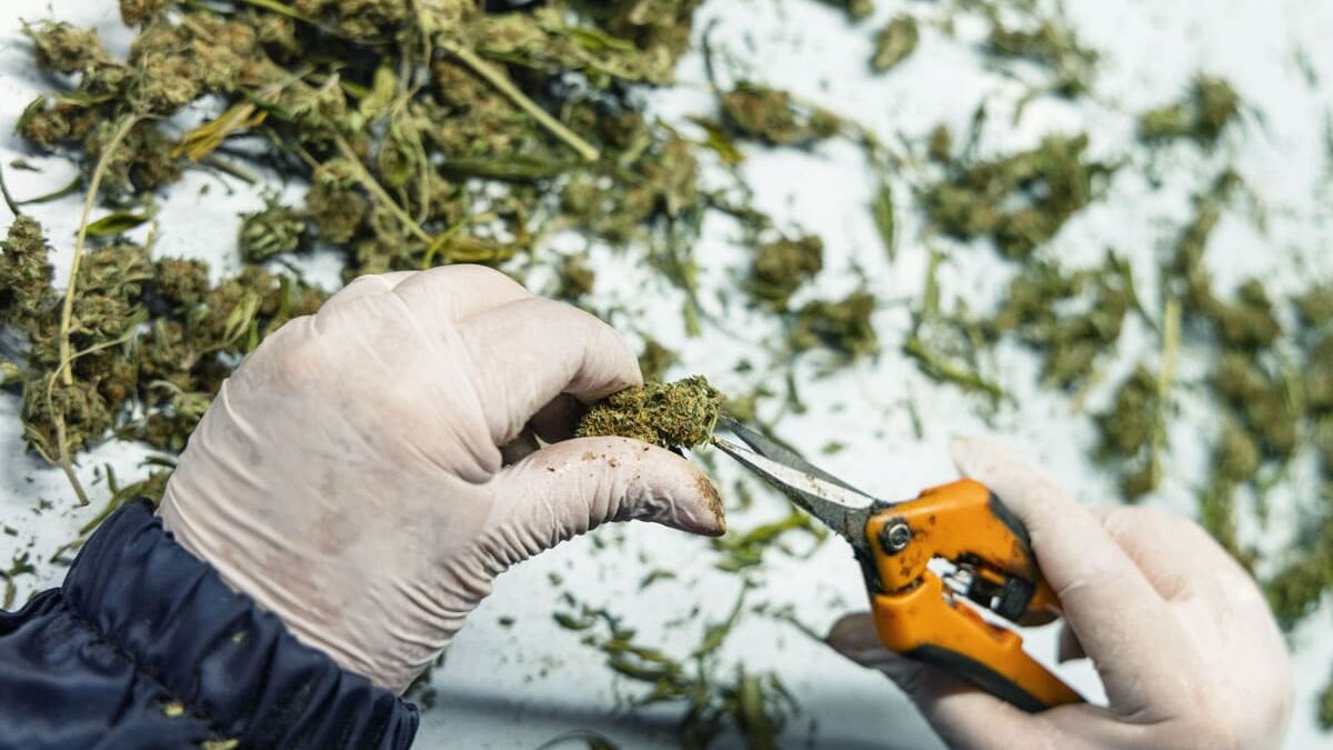 Cannabis Trim vs. Flower in Pre-Rolls: How the Fill Material Affects Quality ROLL Cannabis Waste Trim edited RollPros - Pre Rolling Machine