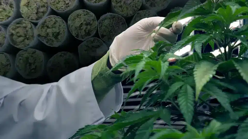 The World Map of Cannabis: Legalization, Decriminalization, and Prohibition Pre-Rolls and Cannabis plants in a production facility