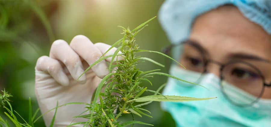 What’s the Difference Between Recreational and Medical Dispensary? cannabis medicine doctor