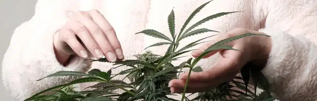 Is Weed Legal in Ohio? (2026 Laws, Limits & What SB 56 Changed) woman handling cannabis plant at home