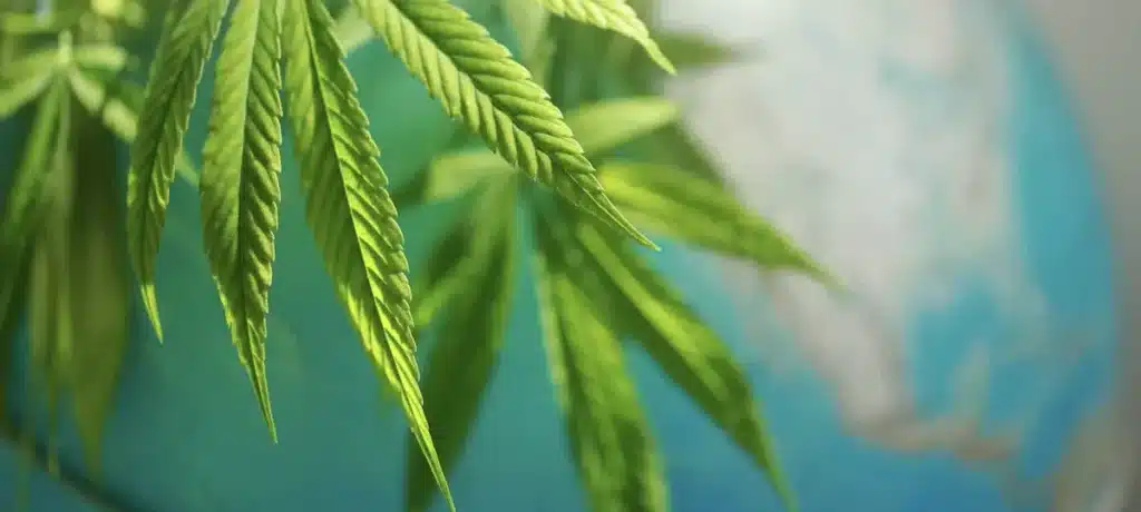 Is Weed Legal in Florida? Marijuana Laws Explained (2026) Cannabis Map Globe