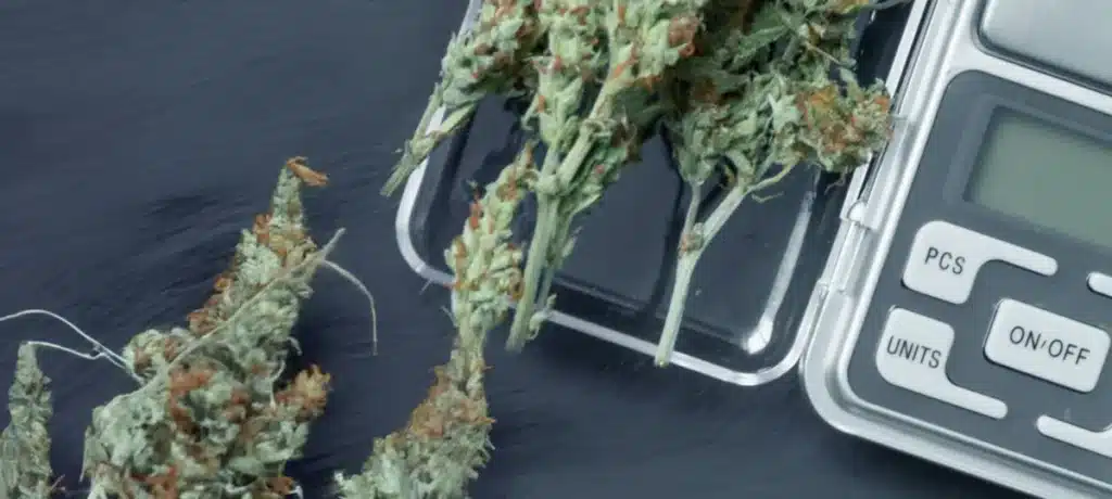 Is Weed Legal in Florida? Marijuana Laws Explained (2026) cannabis on scale