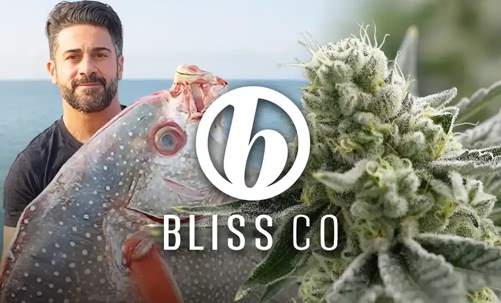 cannabis cover for bliss co