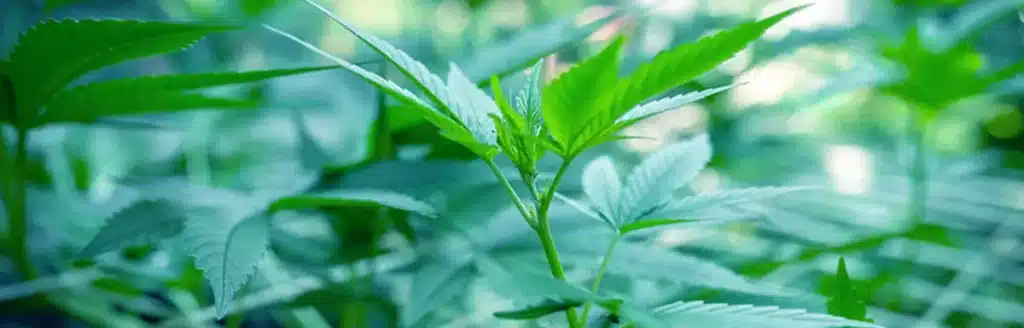 Is Weed Legal in North Carolina? 2026 Laws, Penalties & What's Changing Cannabis plant
