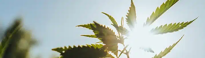 The Joint Journal — OCTOBER 2026: Key Updates, Insights & What’s Next cannabis leaf